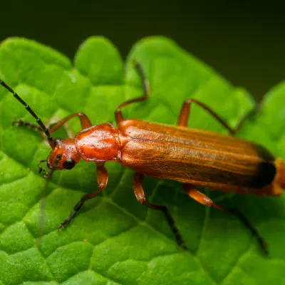 Roter Weichkäfer