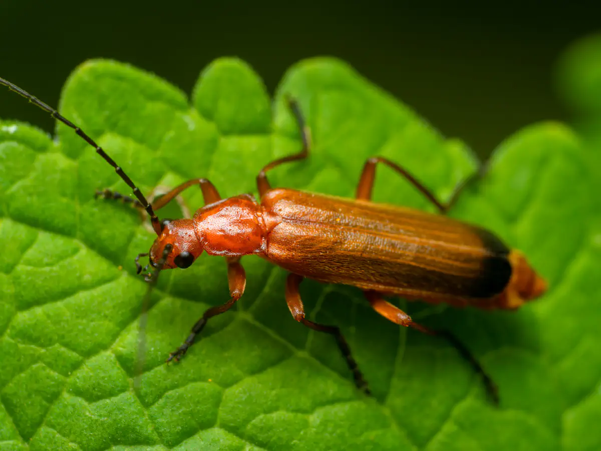 Common Red Soldier Beetle
