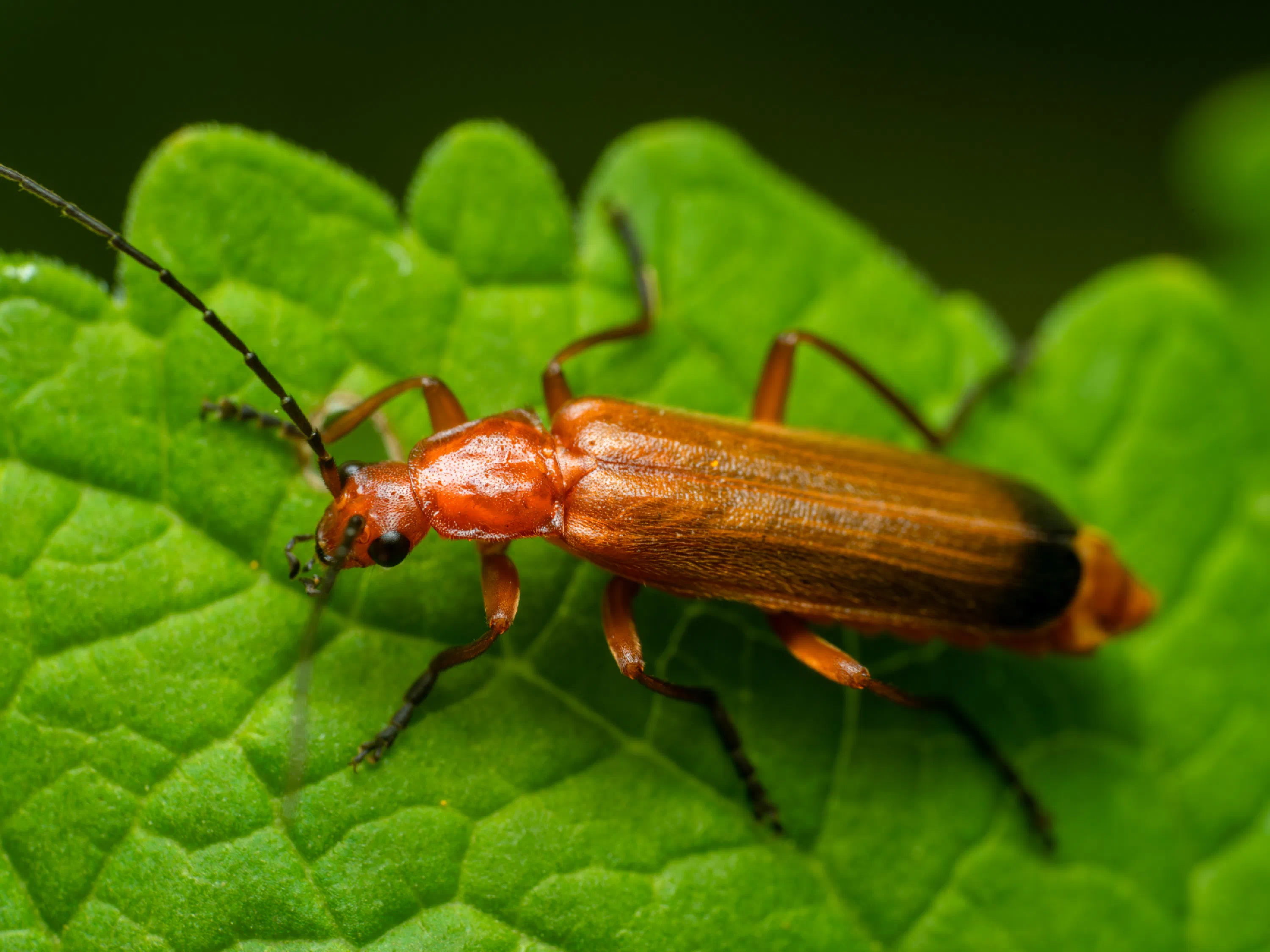 Coracero
