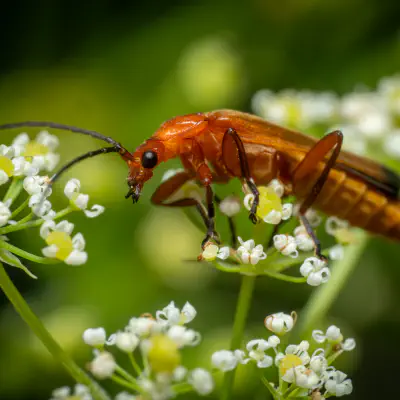 Roter Weichkäfer