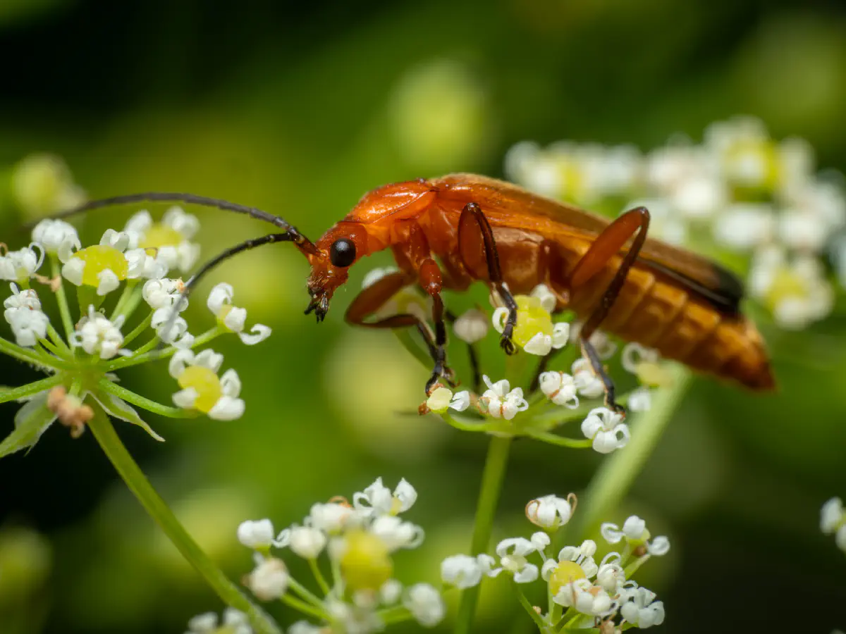 Common Red Soldier Beetle