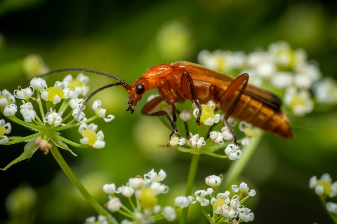 Common Red Soldier Beetle – No. 5