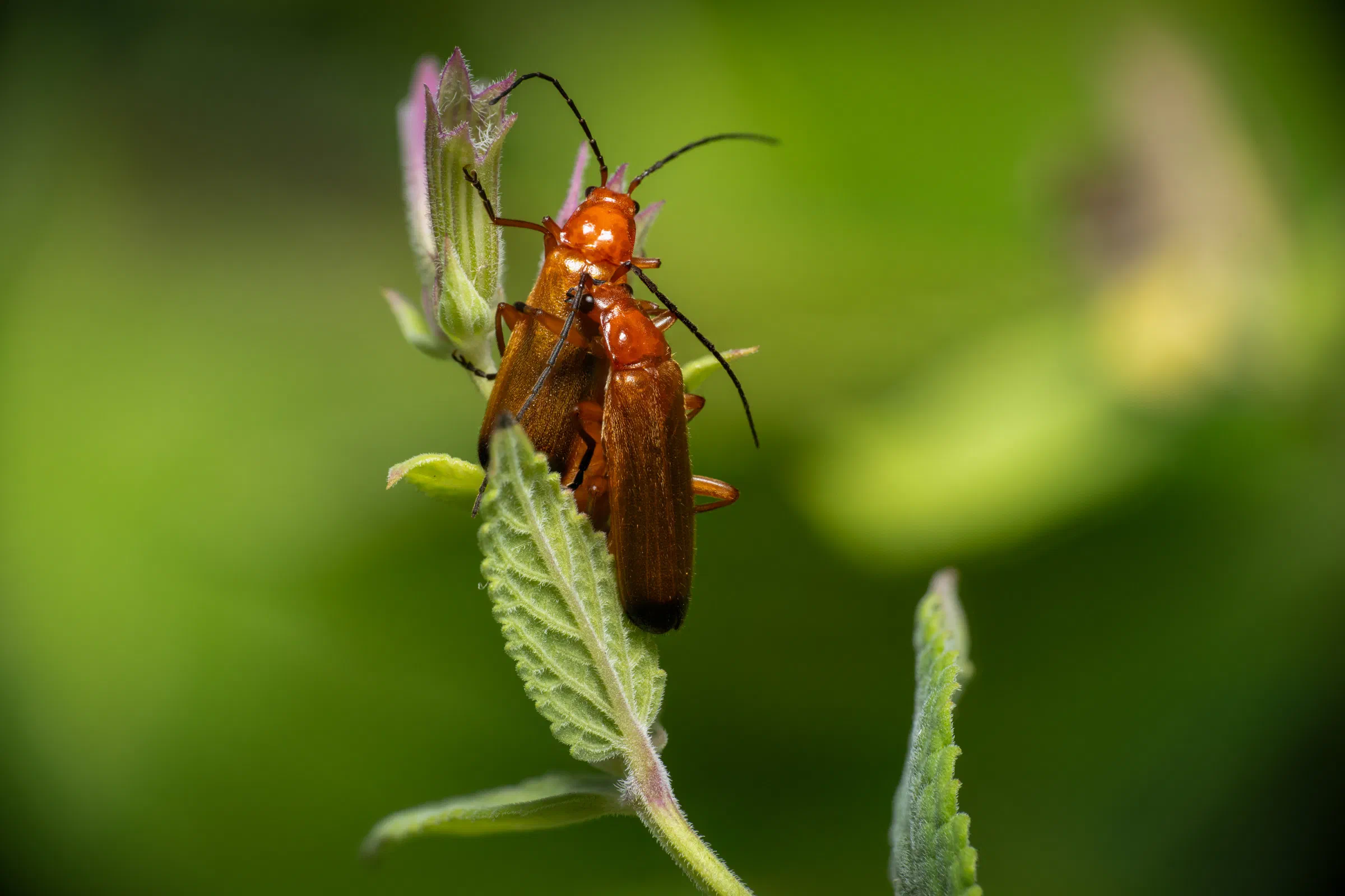 Roter Weichkäfer