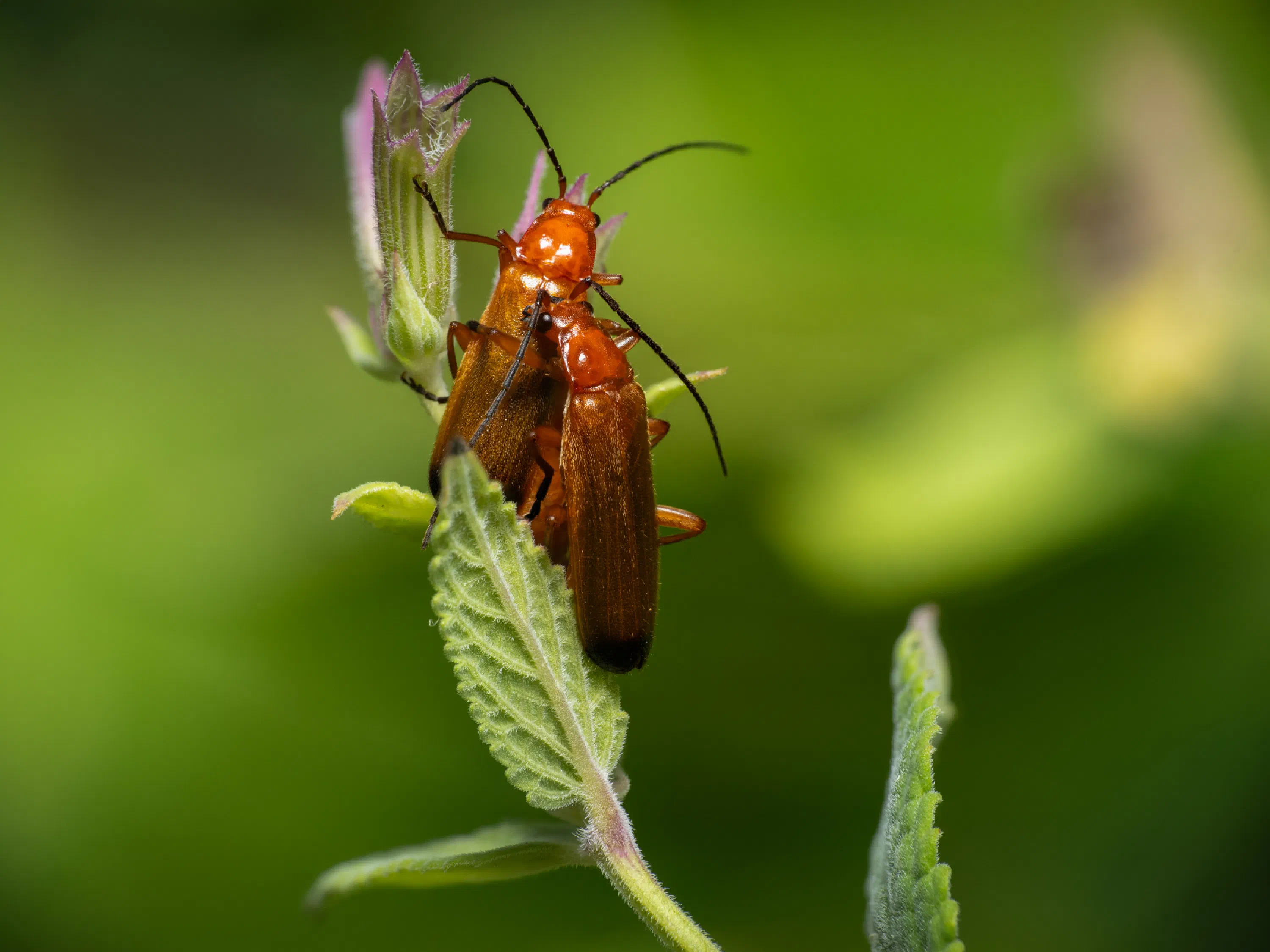 Coracero