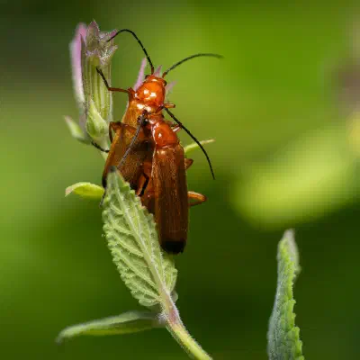 Coracero