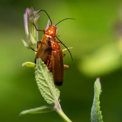 Roter Weichkäfer