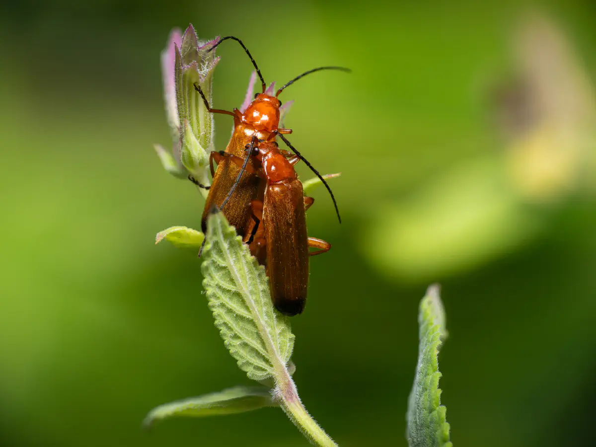 Common Red Soldier Beetle