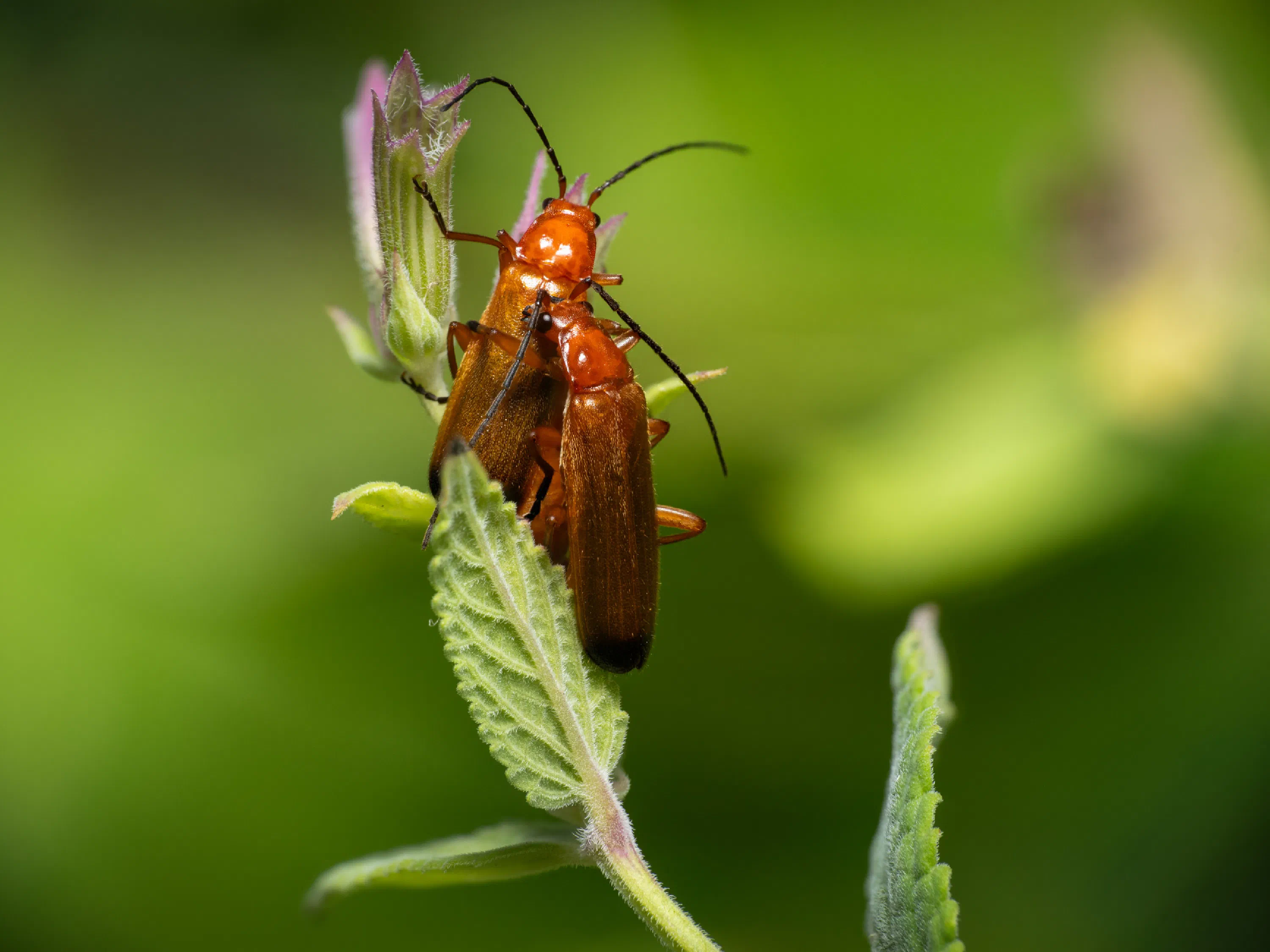 Common Red Soldier Beetle