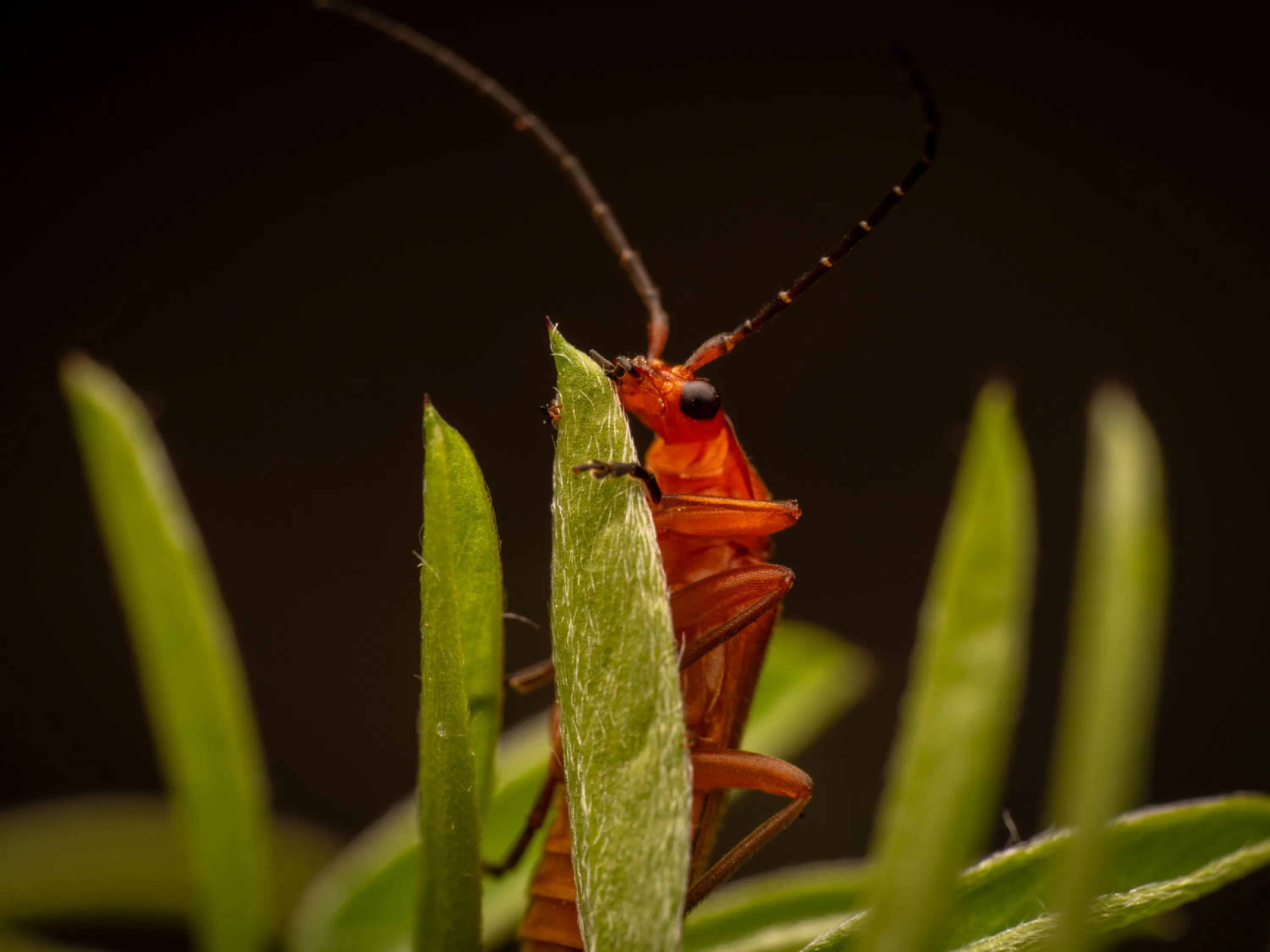 Coracero