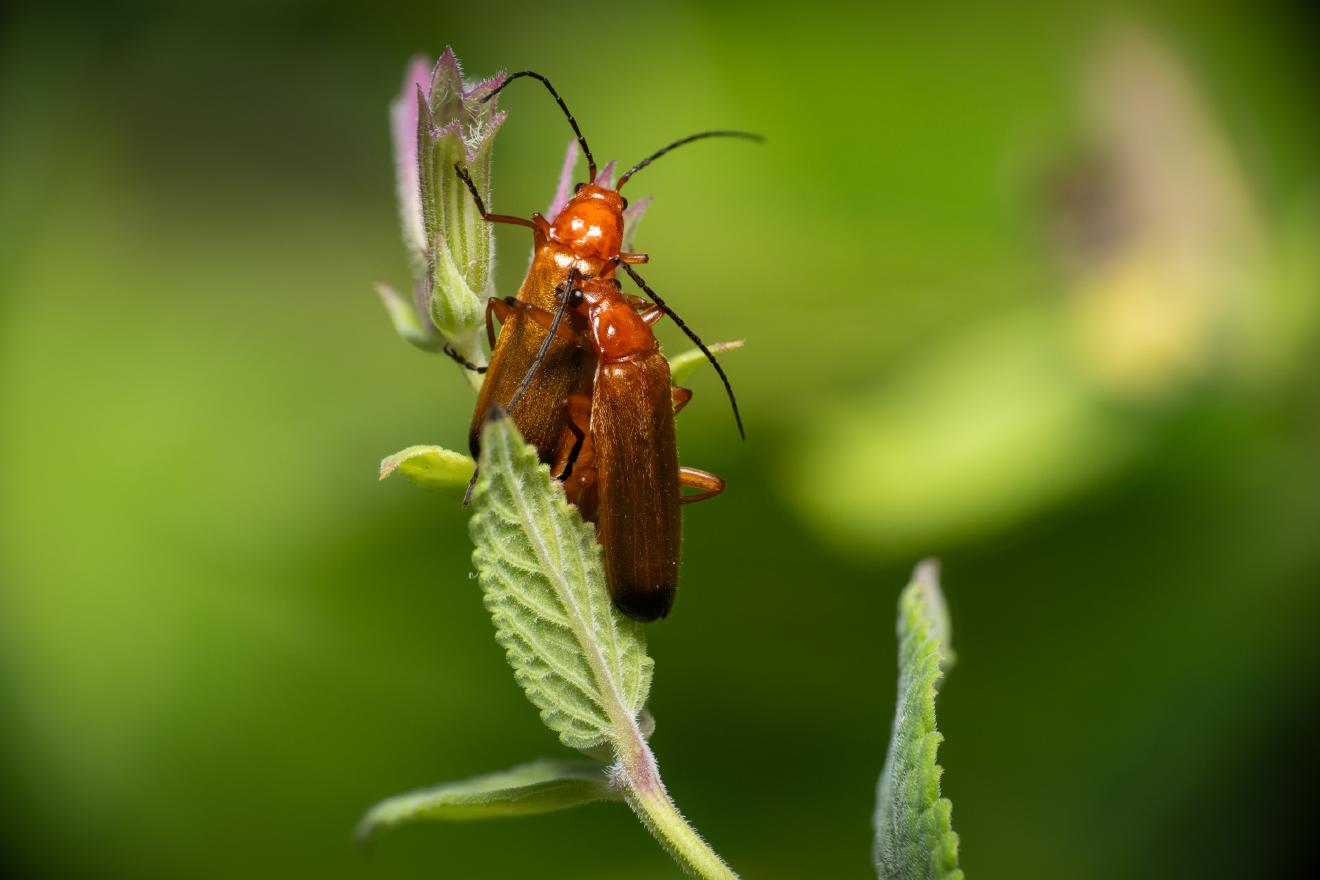 Common Red Soldier Beetle – No. 6