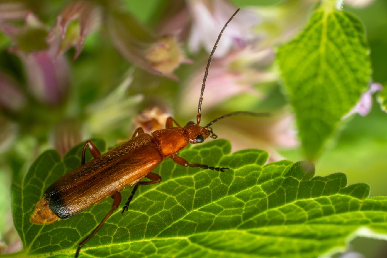 Common Red Soldier Beetle – No. 7