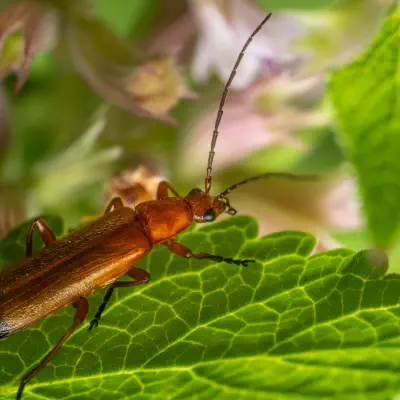 Roter Weichkäfer