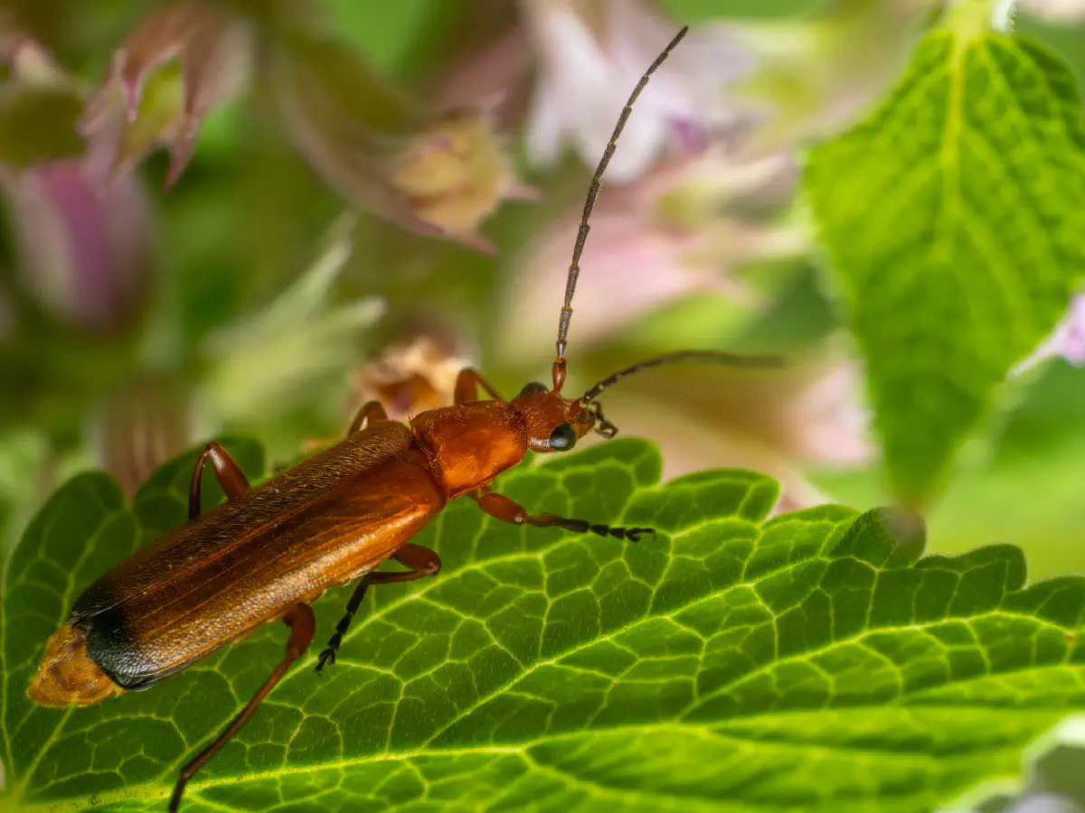 Common Red Soldier Beetle