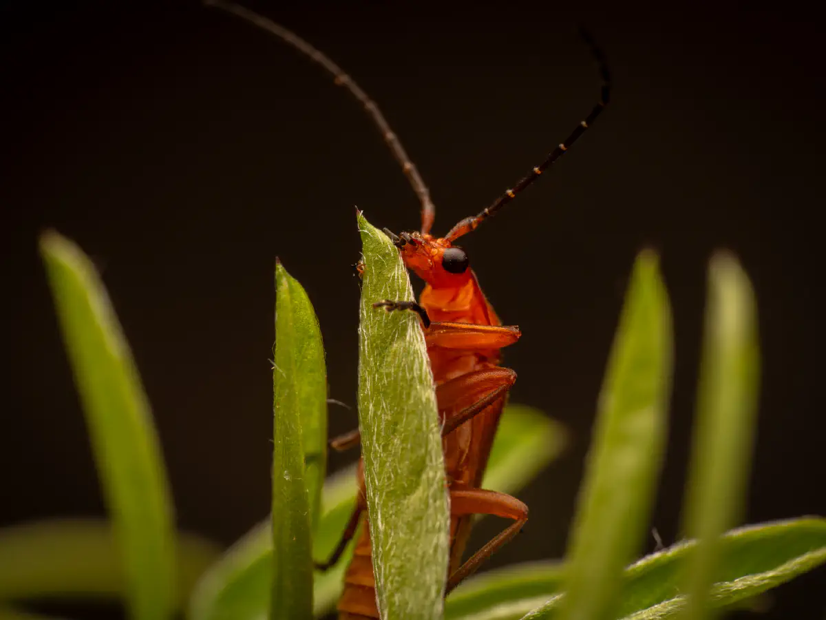Common Red Soldier Beetle