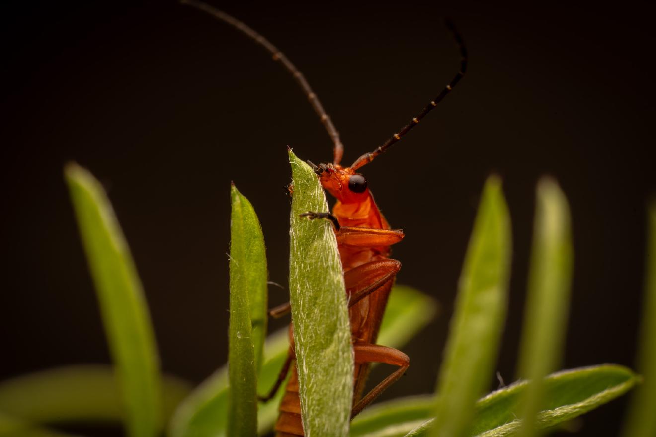 Common Red Soldier Beetle – No. 8