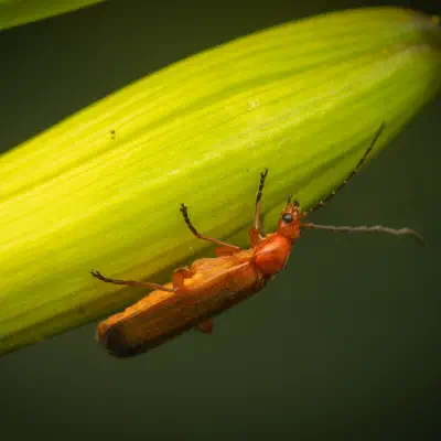 Coracero
