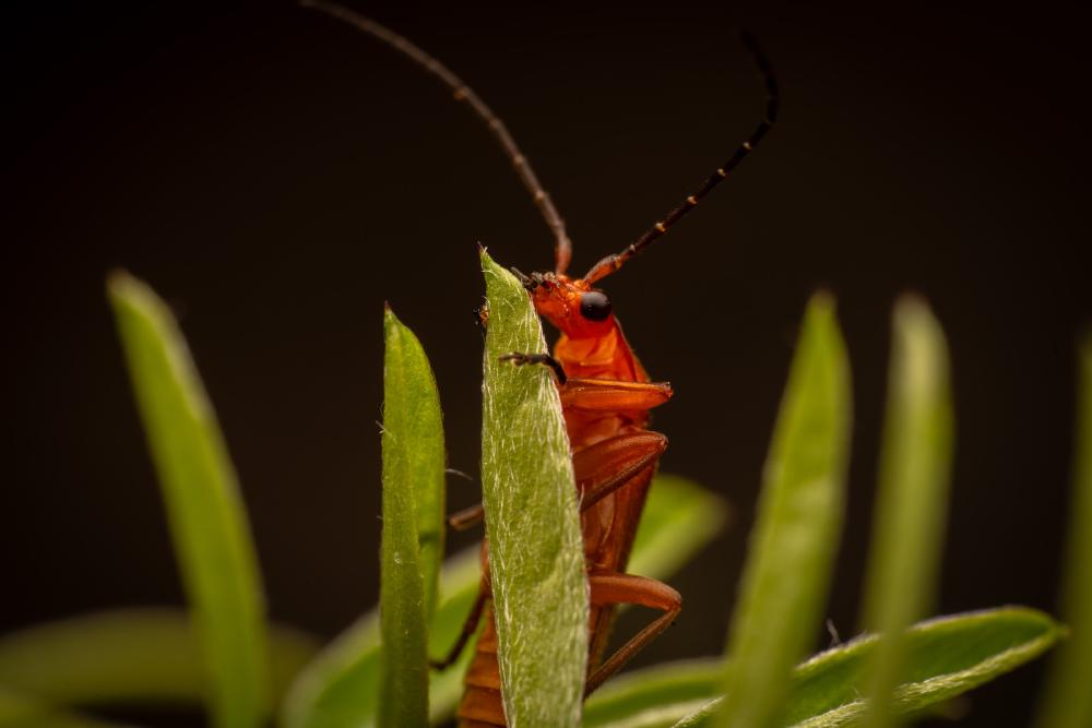 May 5, 2025 – Issue No. 626
– Issue No. 626: “Common Red Soldier Beetle“ Common Red Soldier Beetle