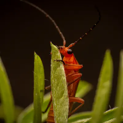 Roter Weichkäfer
