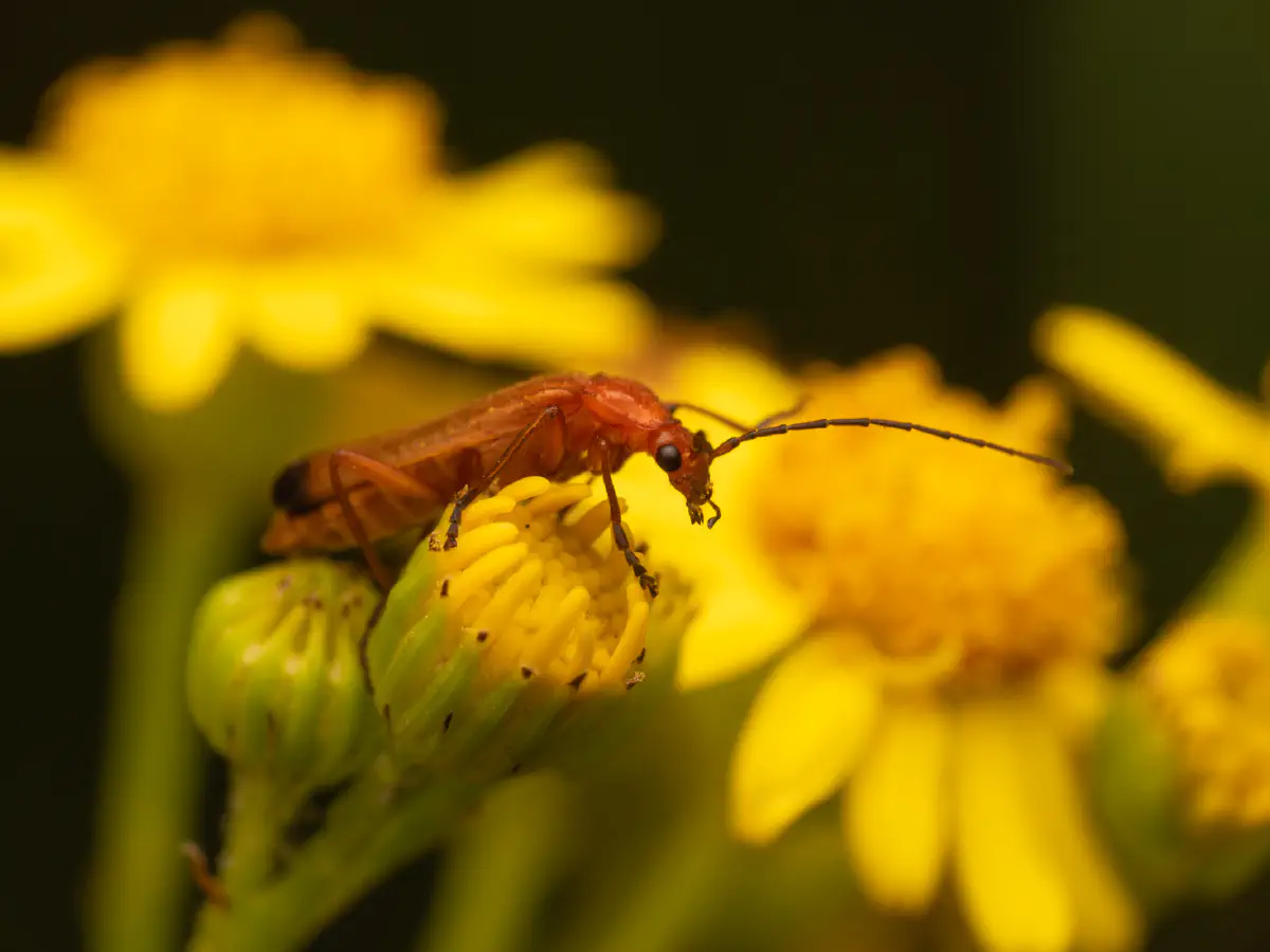 Common Red Soldier Beetle