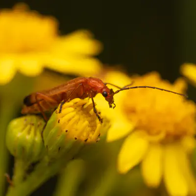 Roter Weichkäfer