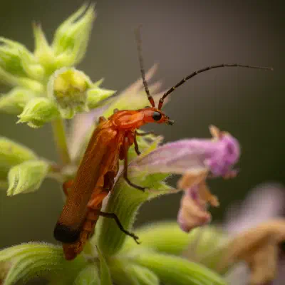 Coracero
