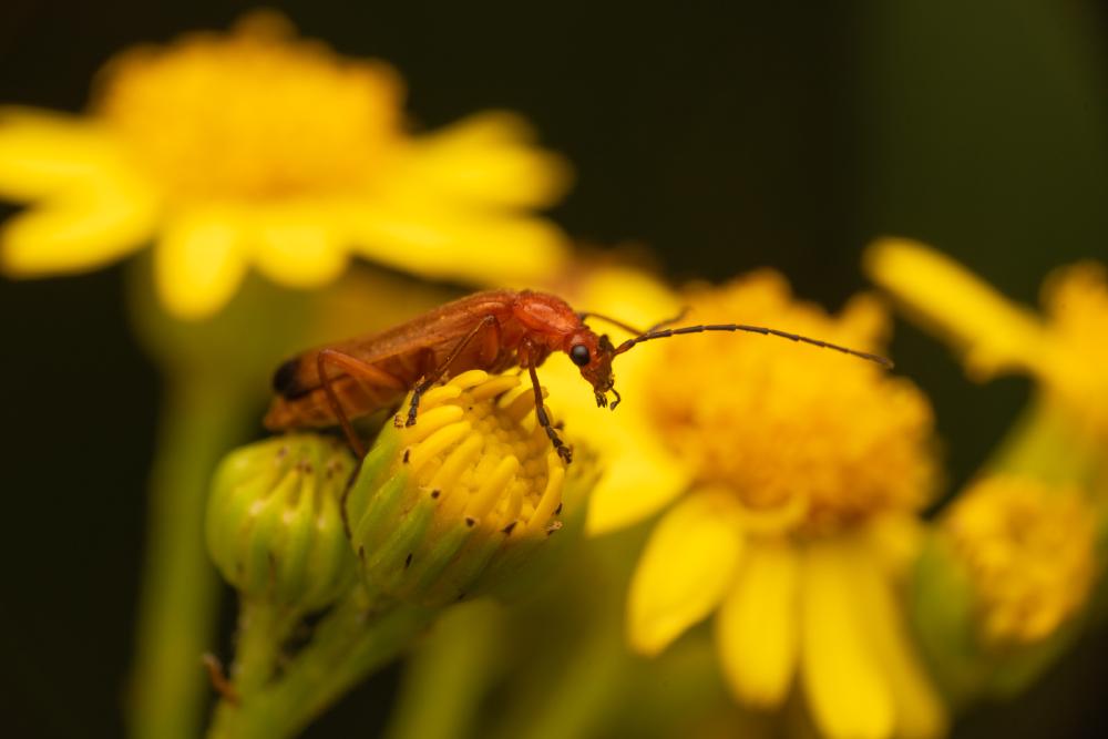 March 4, 2025 – Issue No. 564
– Issue No. 564: “Common Red Soldier Beetle“ Common Red Soldier Beetle