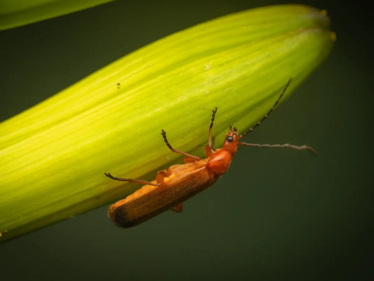 Common Red Soldier Beetle