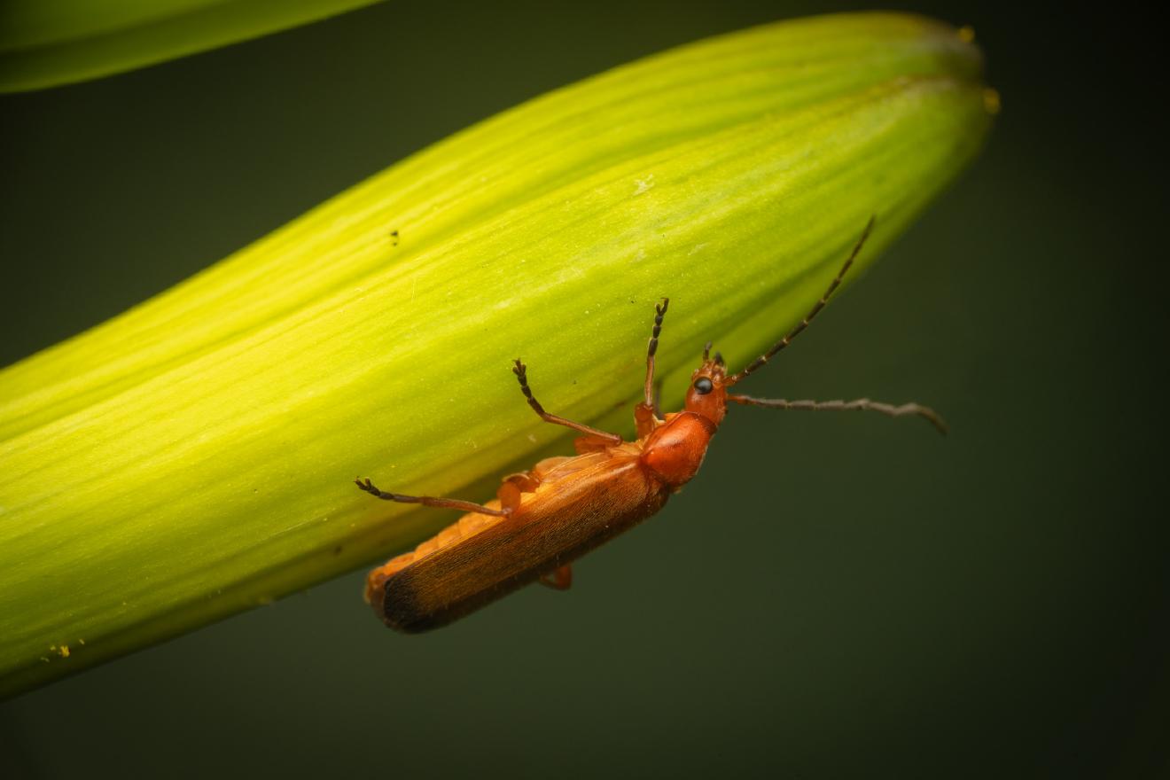 Common Red Soldier Beetle – No. 10
