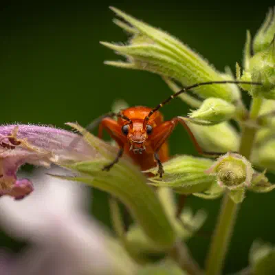 Coracero