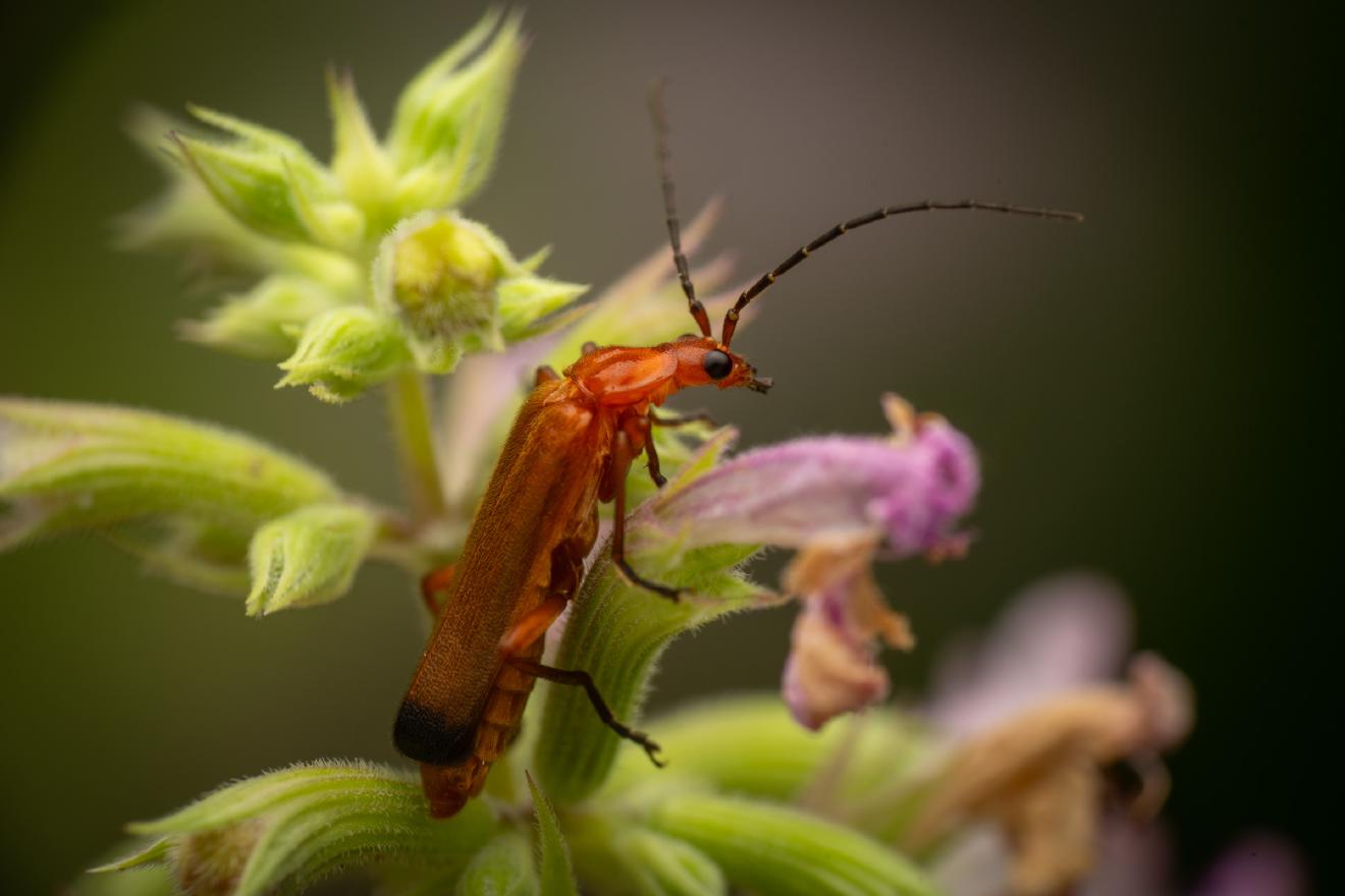 Common Red Soldier Beetle – No. 11