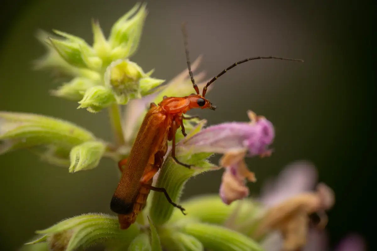Common Red Soldier Beetle