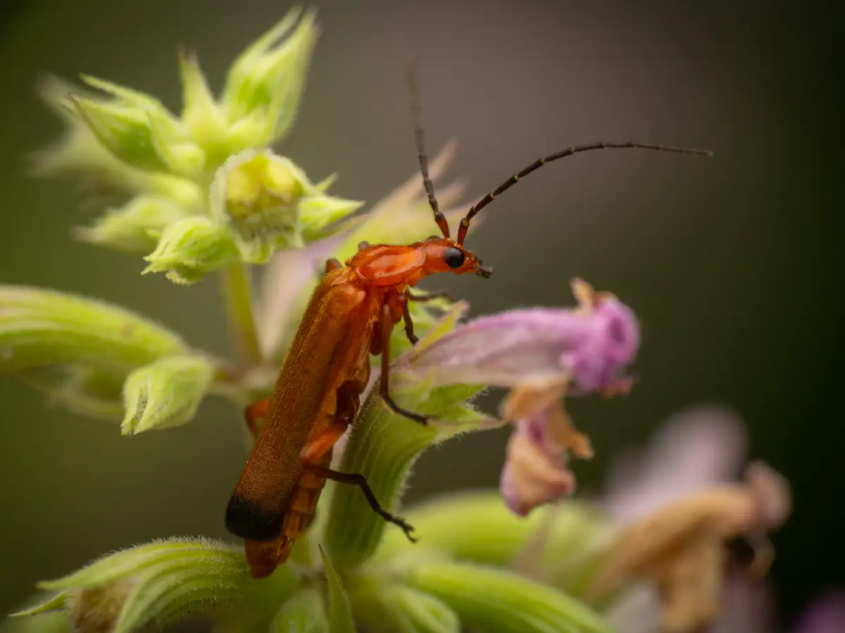 Common Red Soldier Beetle