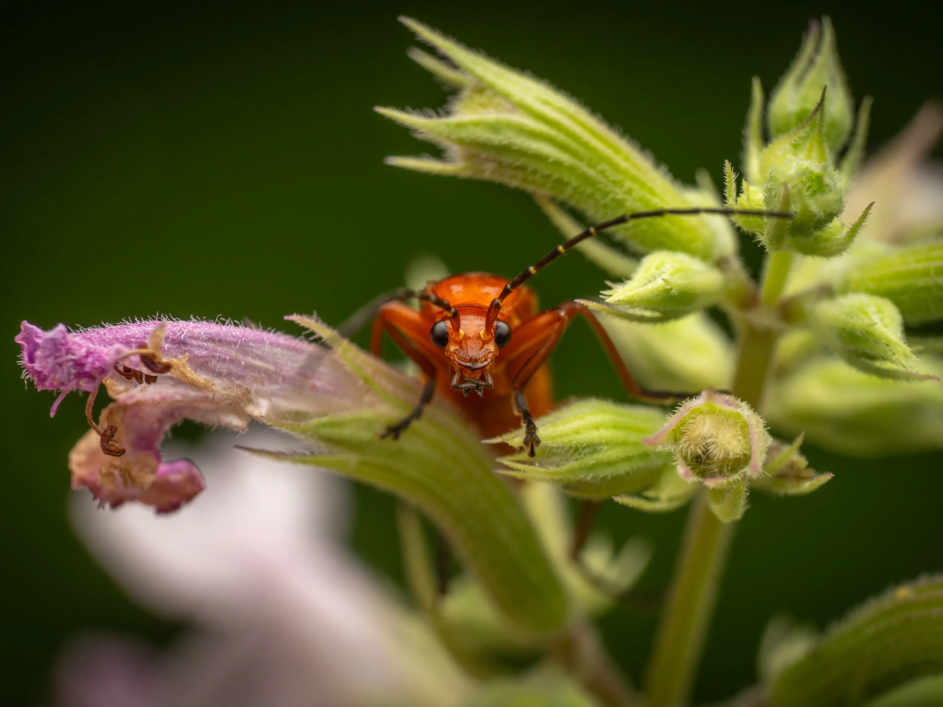 Common Red Soldier Beetle