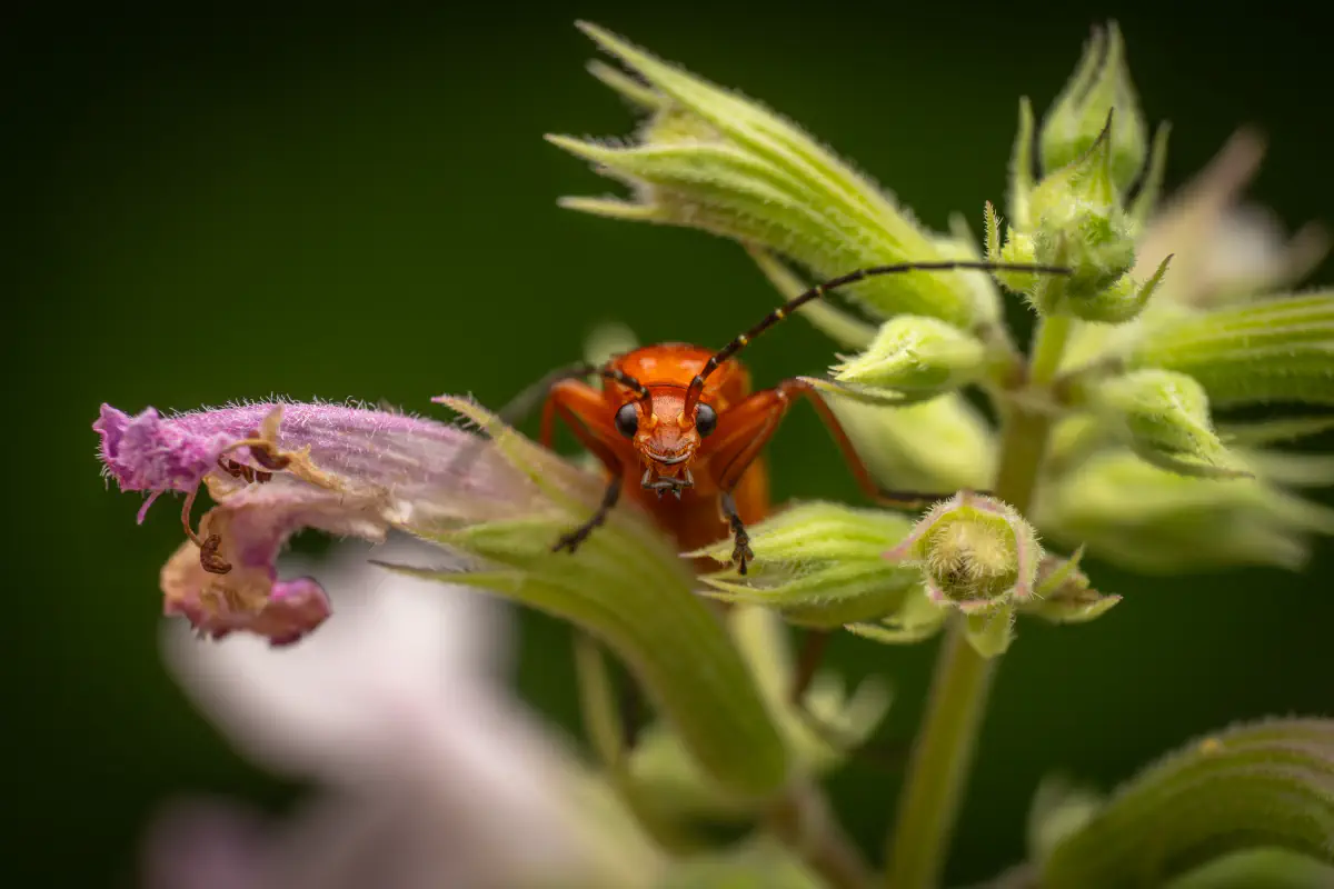 Common Red Soldier Beetle – No. 12