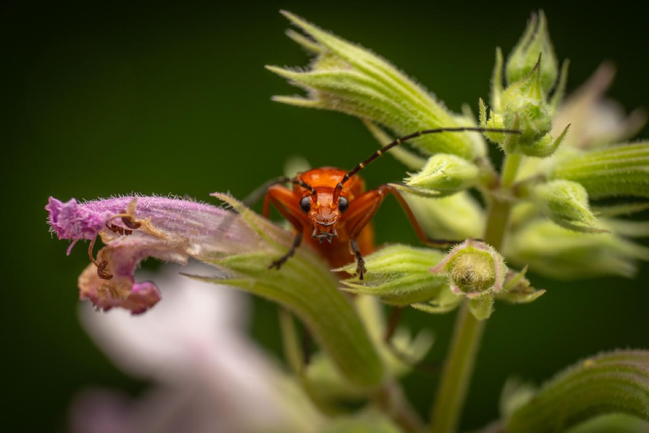 Common Red Soldier Beetle – No. 12