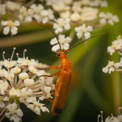Coracero