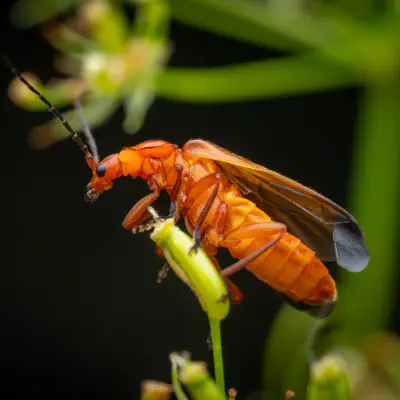 Common Red Soldier Beetle