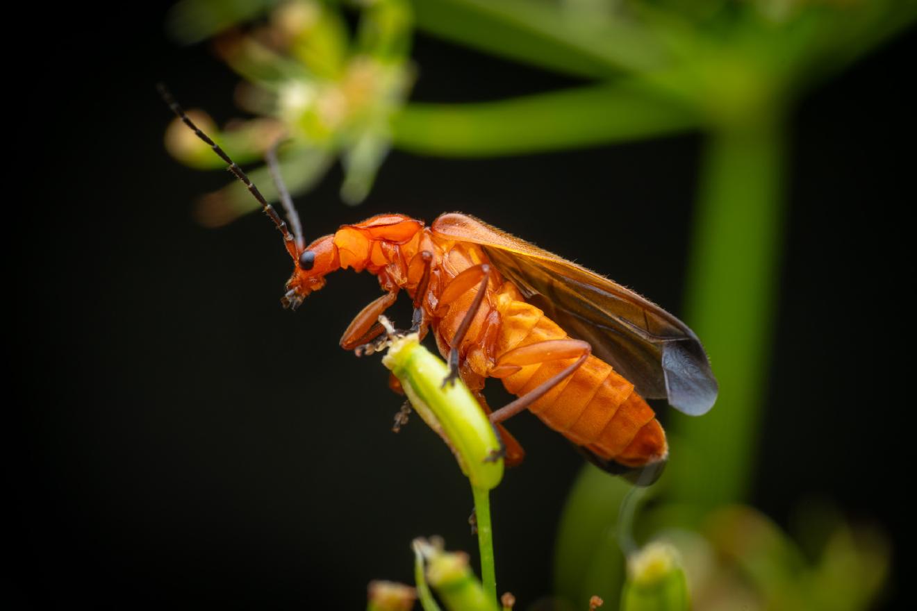 Common Red Soldier Beetle – No. 13
