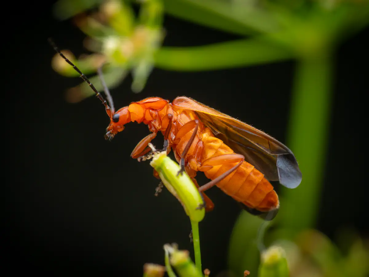 Common Red Soldier Beetle