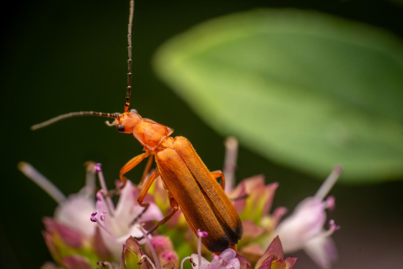 Common Red Soldier Beetle – No. 14