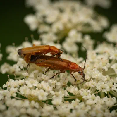 Coracero