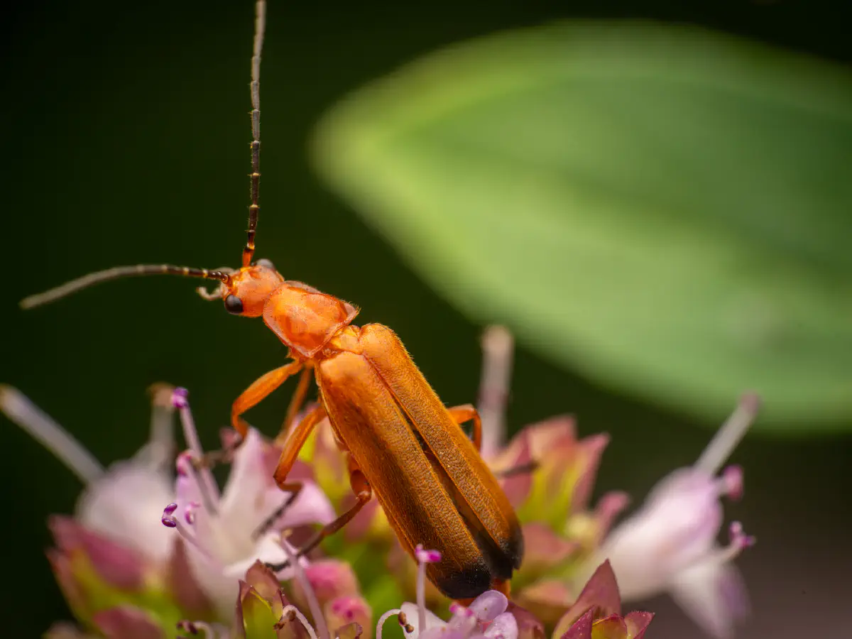 Common Red Soldier Beetle