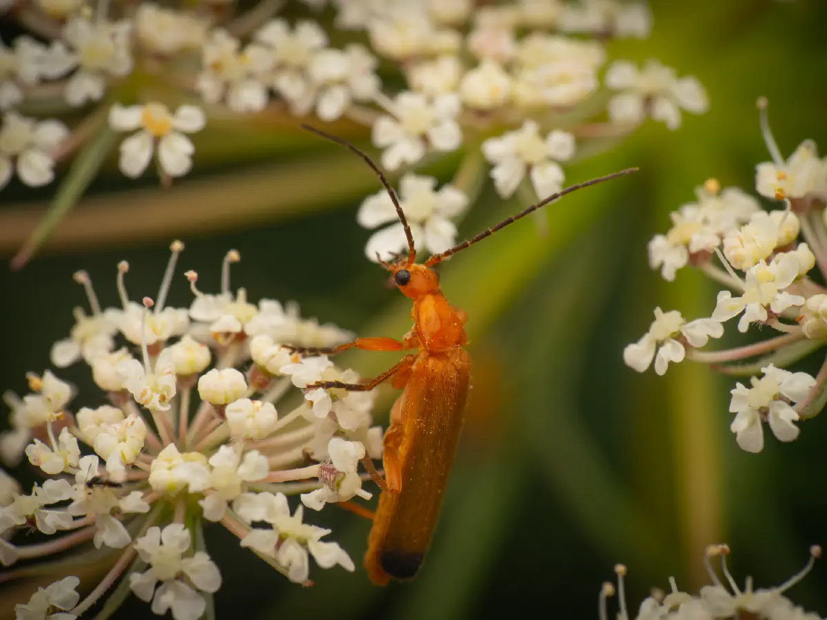 Common Red Soldier Beetle