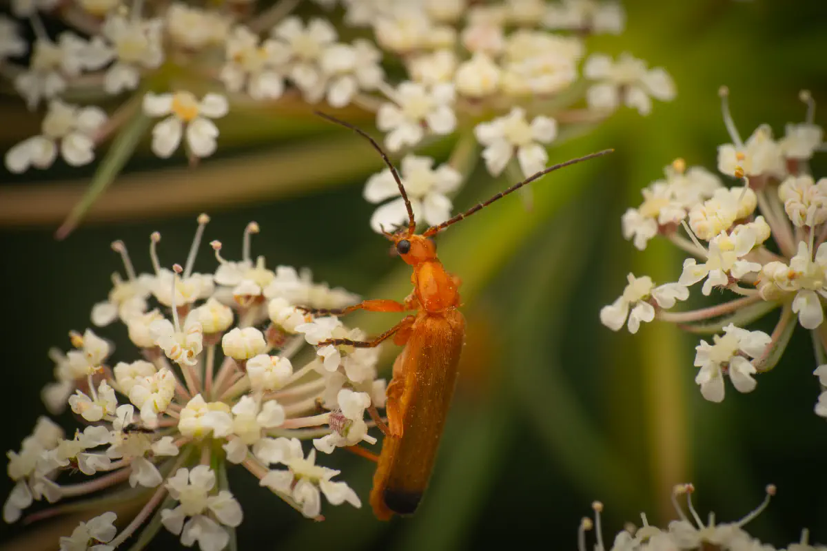 Common Red Soldier Beetle – No. 15