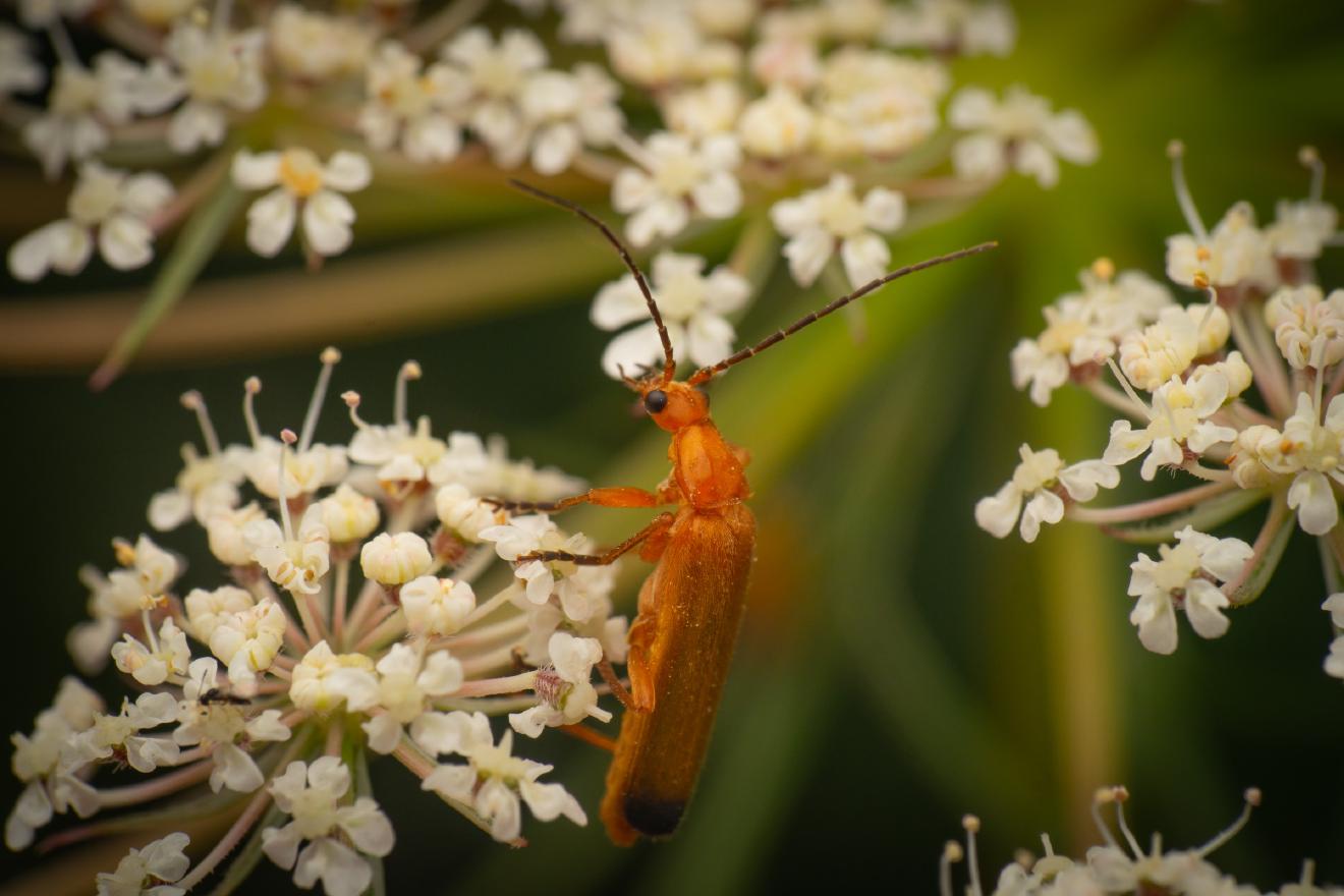 Common Red Soldier Beetle – No. 15