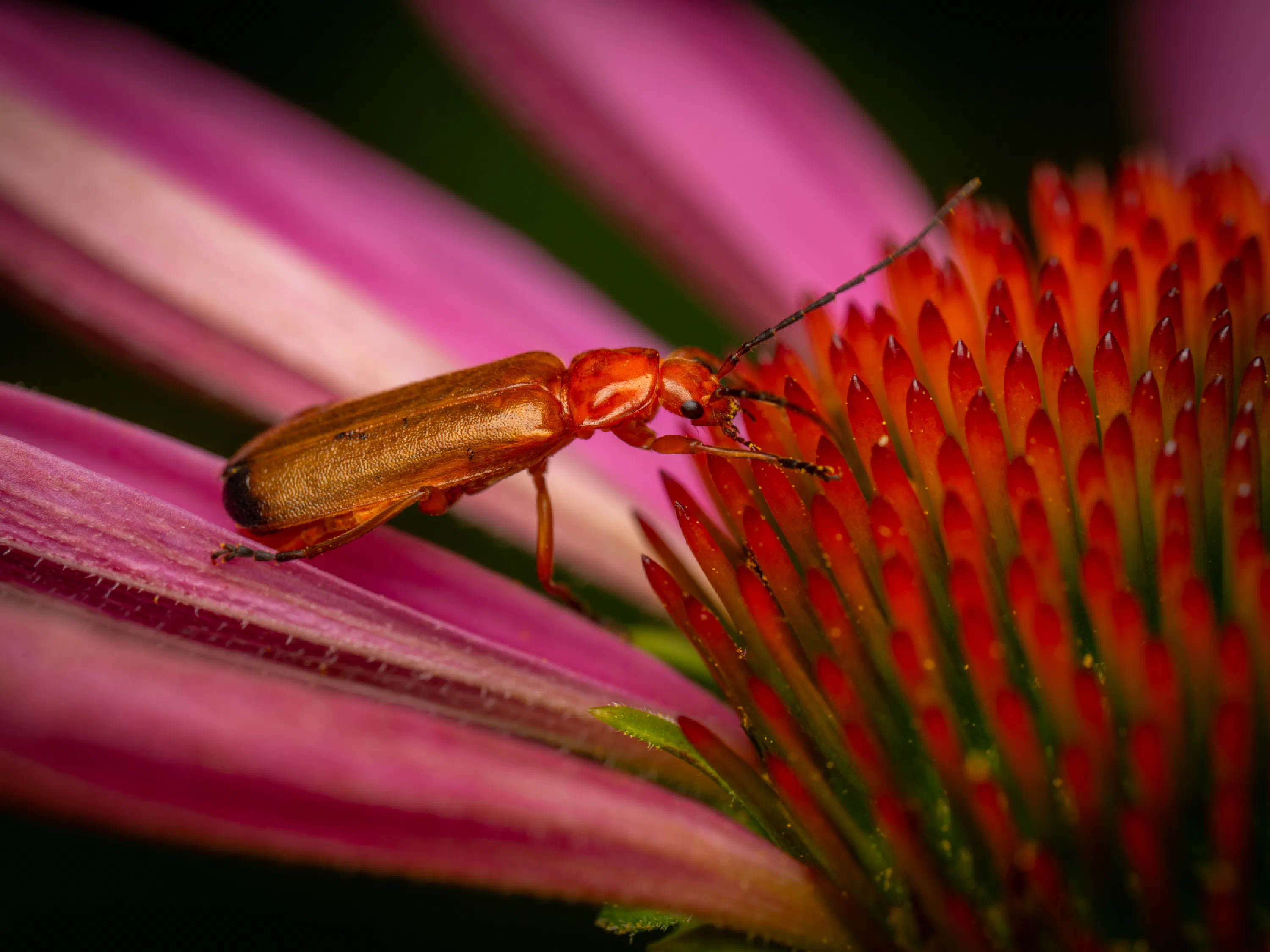Coracero