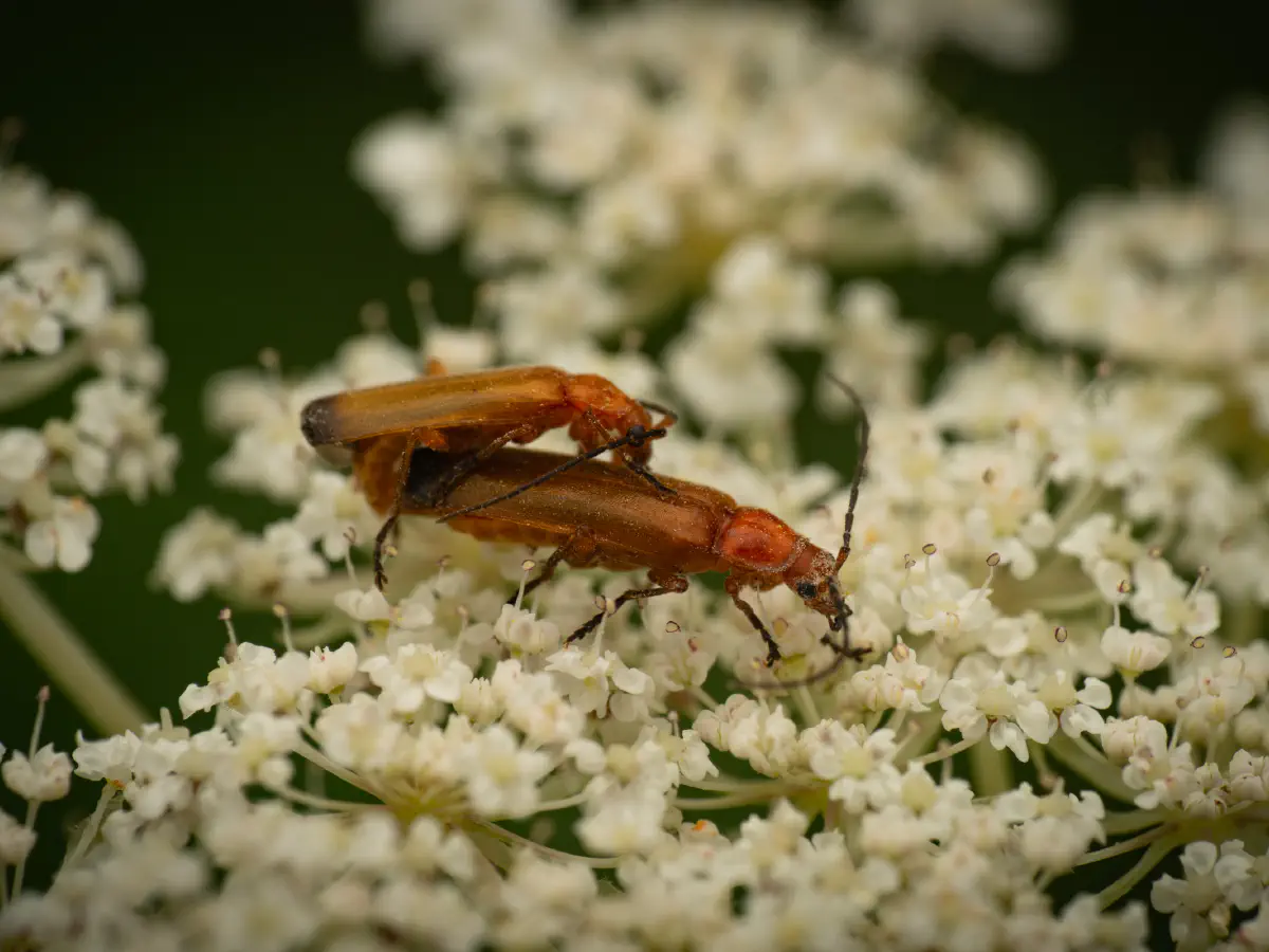 Common Red Soldier Beetle