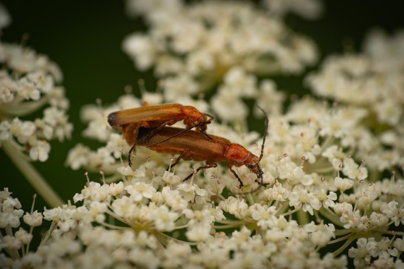 Common Red Soldier Beetle – No. 16
