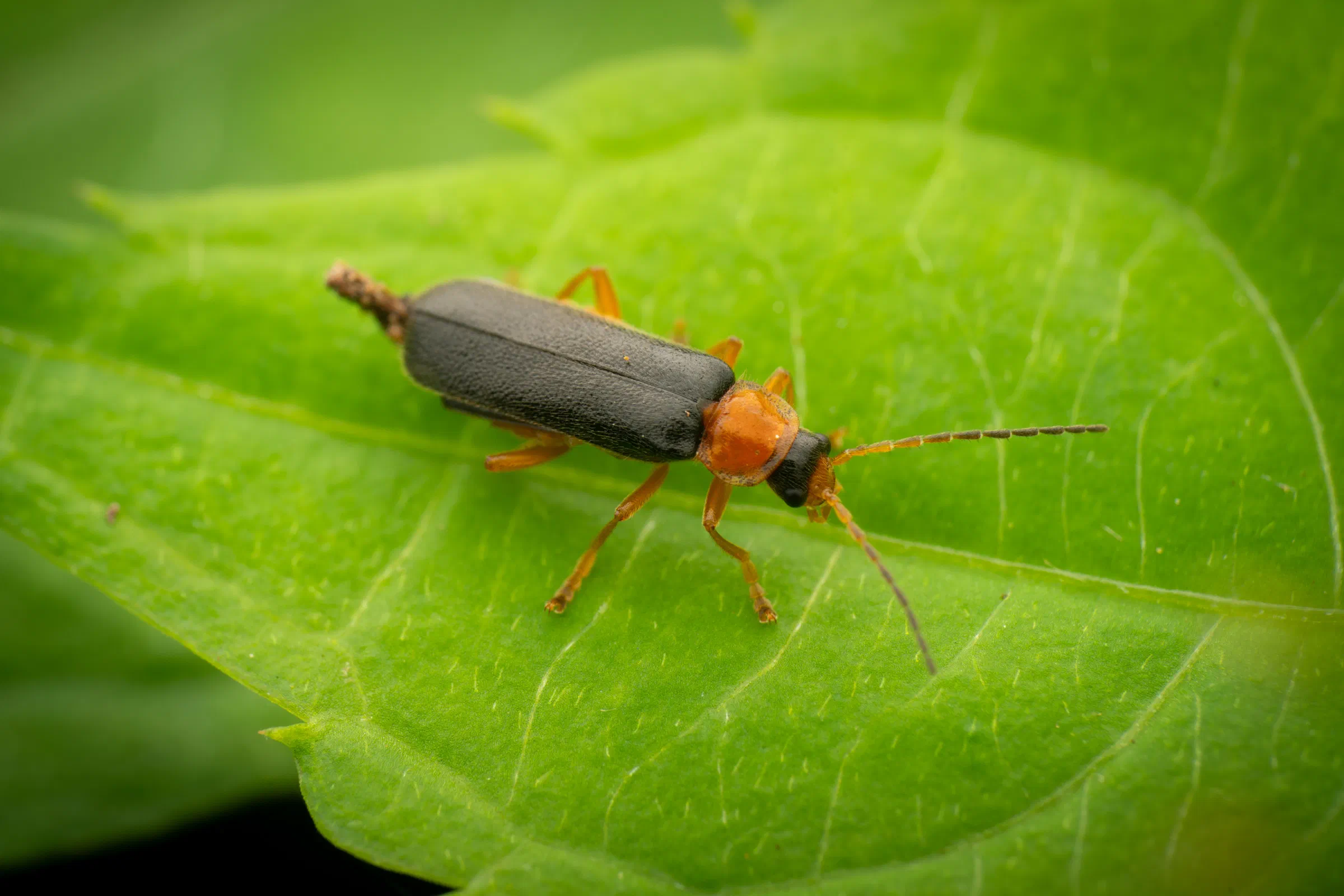 Rotschwarzer Weichkäfer