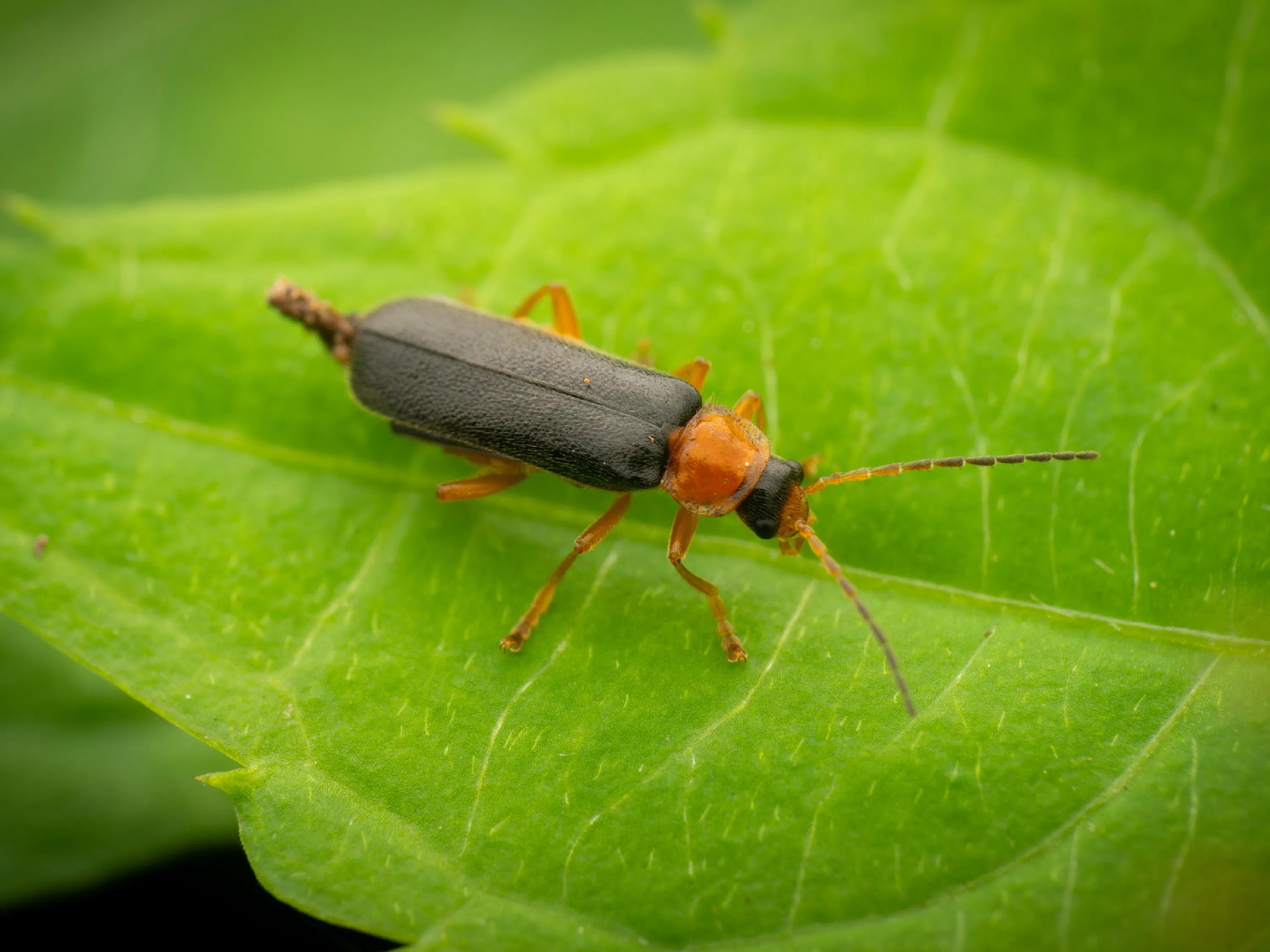 Rotschwarzer Weichkäfer